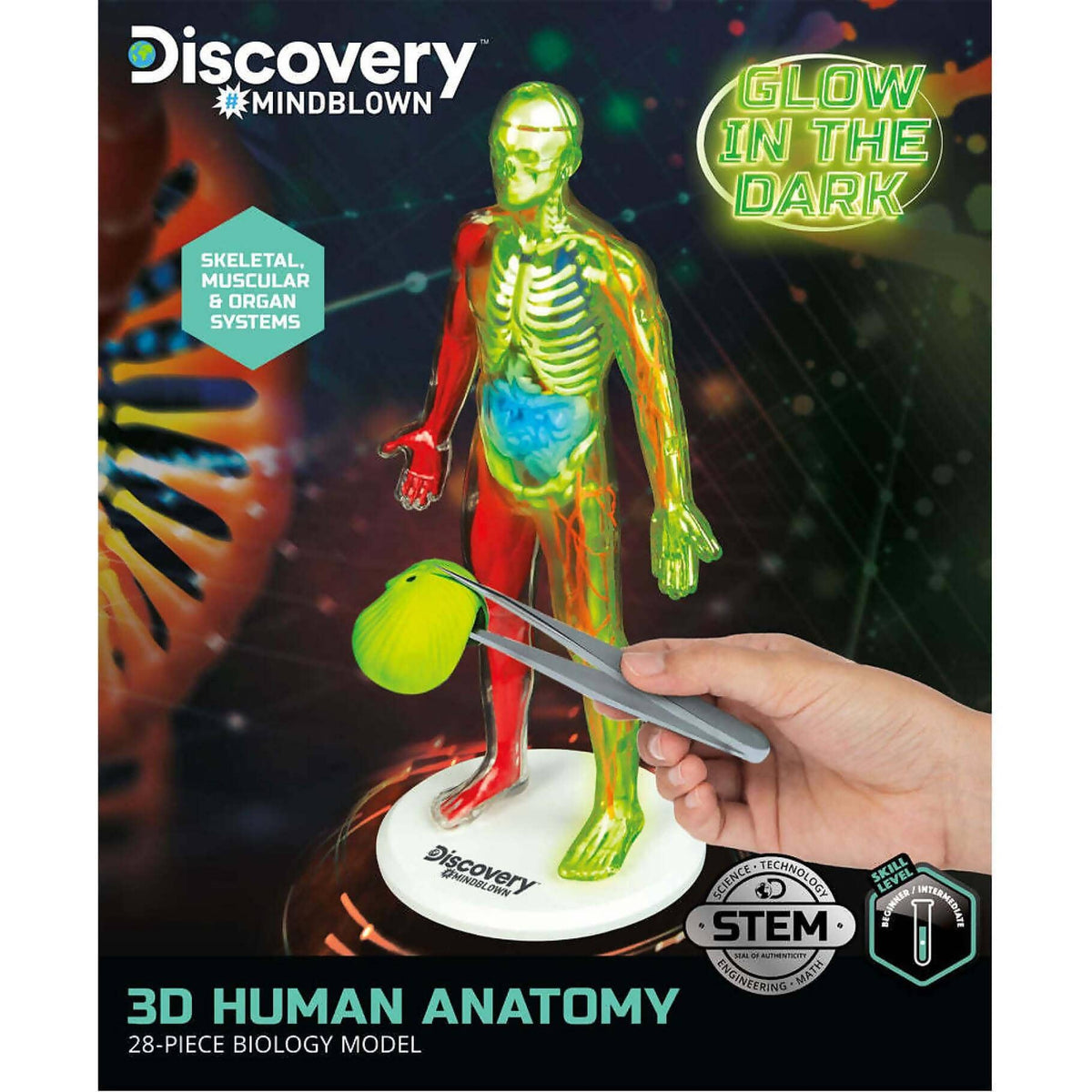 Discovery - Mindblown 3d Human Anatomy 28-piece Biology Model