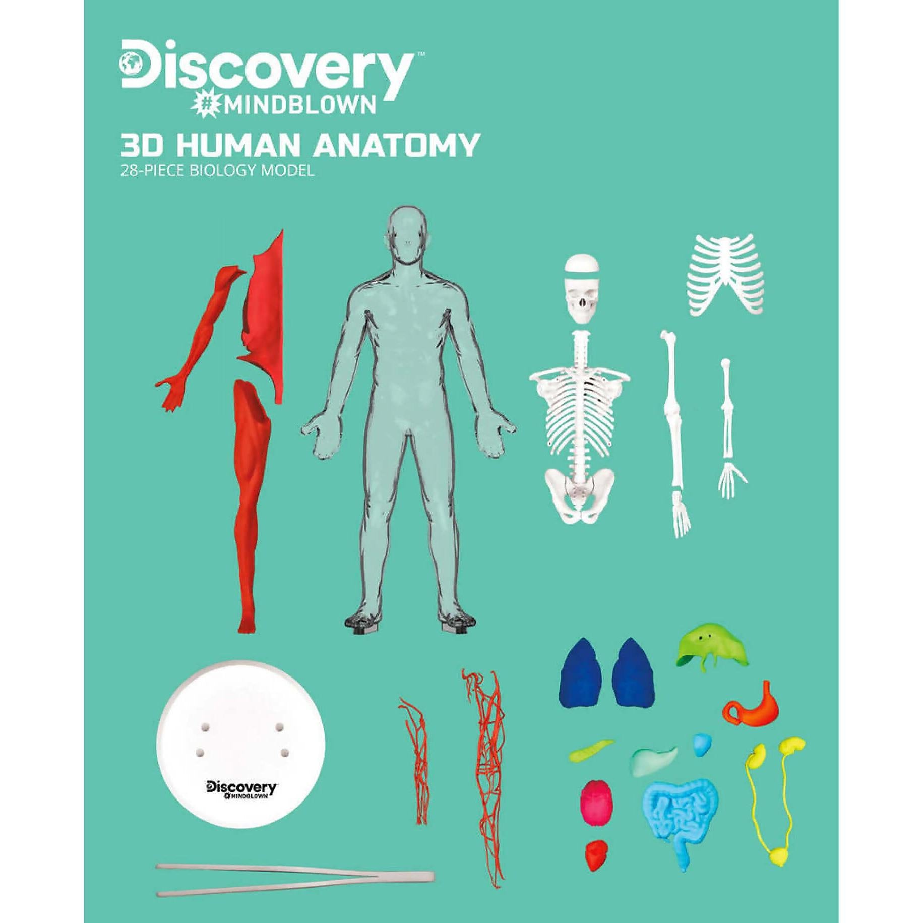 Discovery - Mindblown 3d Human Anatomy 28-piece Biology Model