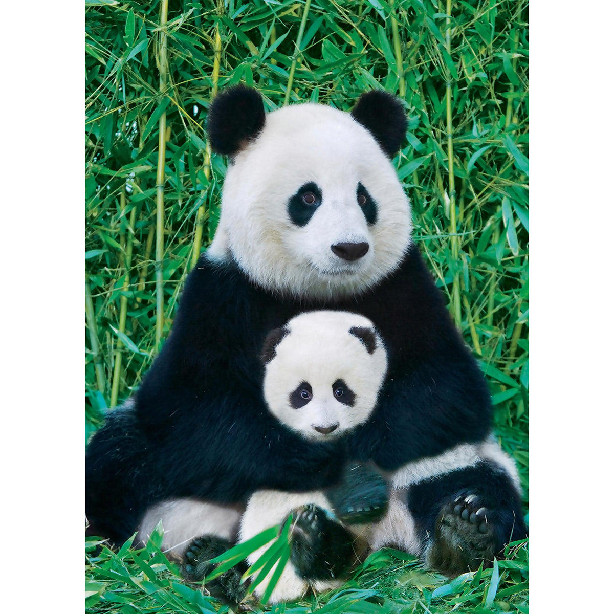 EuroGraphics - Panda & Baby - Jigsaw Puzzle 1000 Pieces
