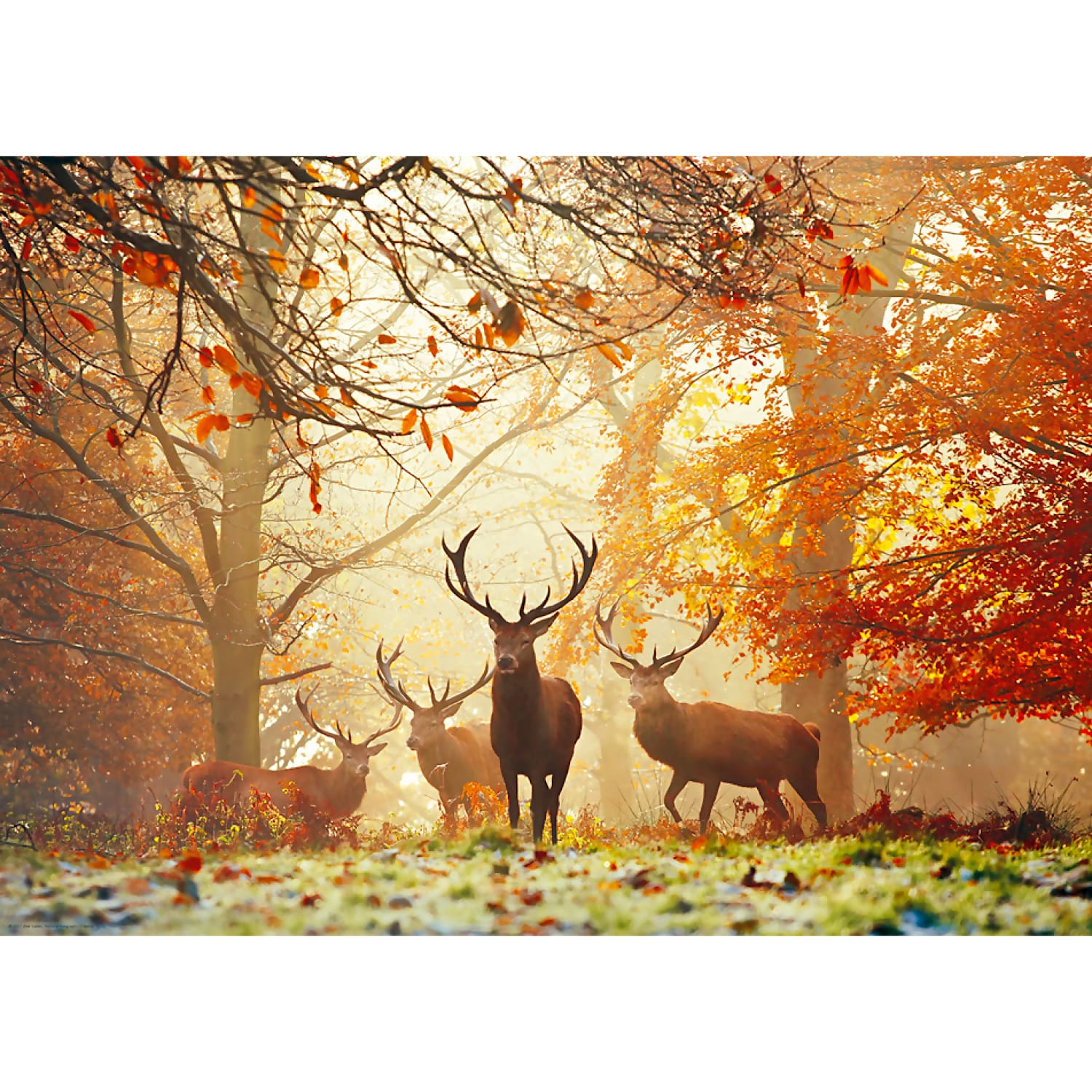 Heye - Magic Forests Stags Jigsaw Puzzle 1000 Pieces