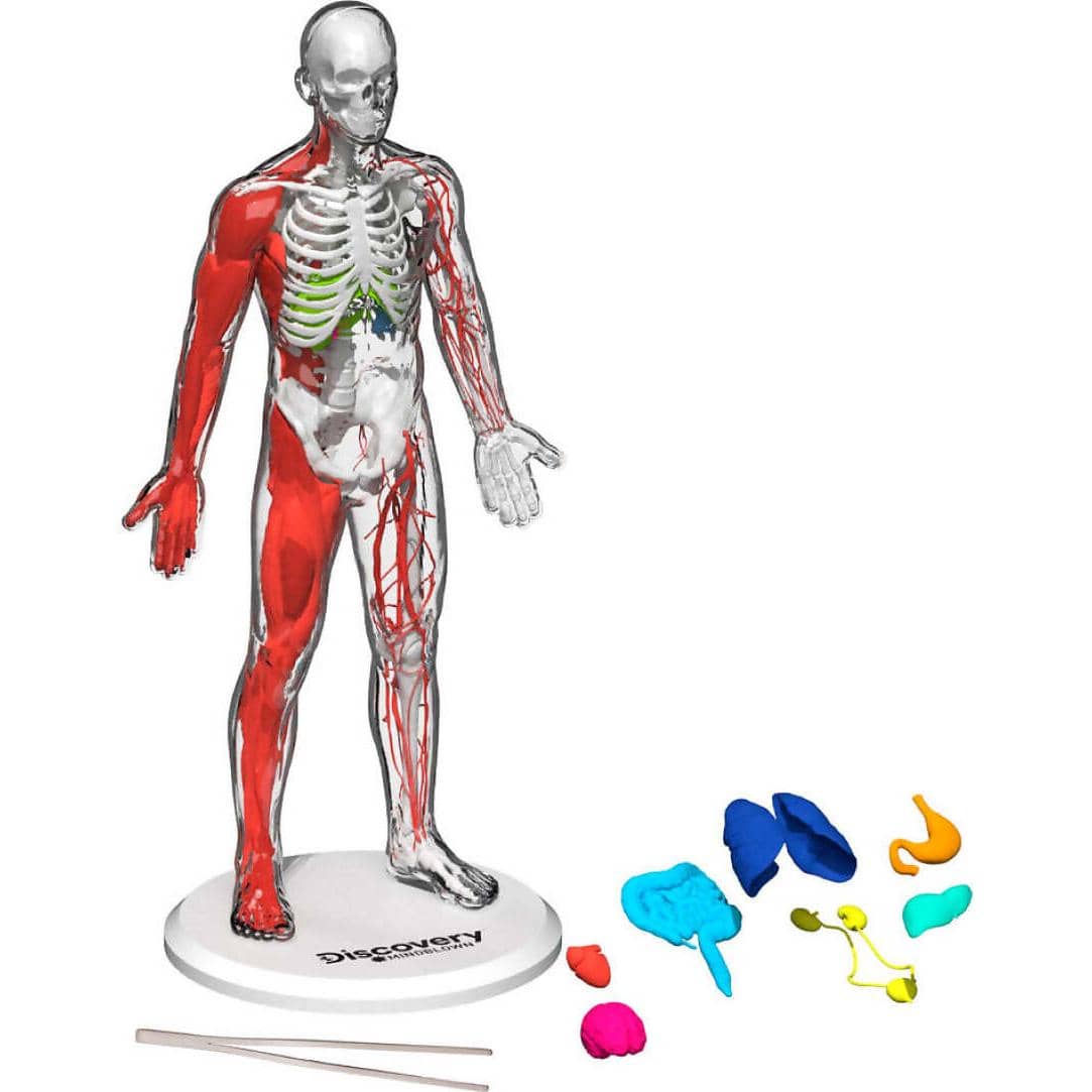 Discovery - Mindblown 3d Human Anatomy 28-piece Biology Model