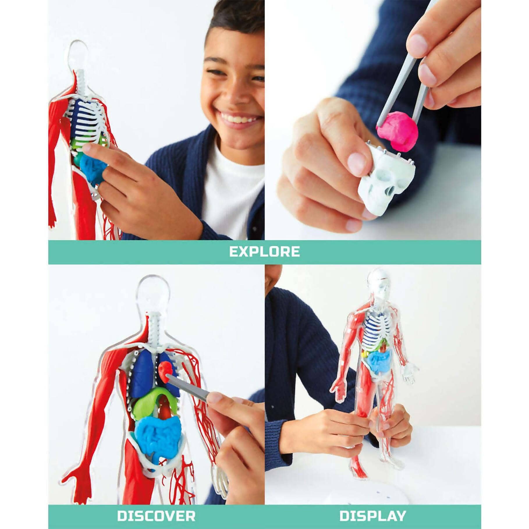 Discovery - Mindblown 3d Human Anatomy 28-piece Biology Model