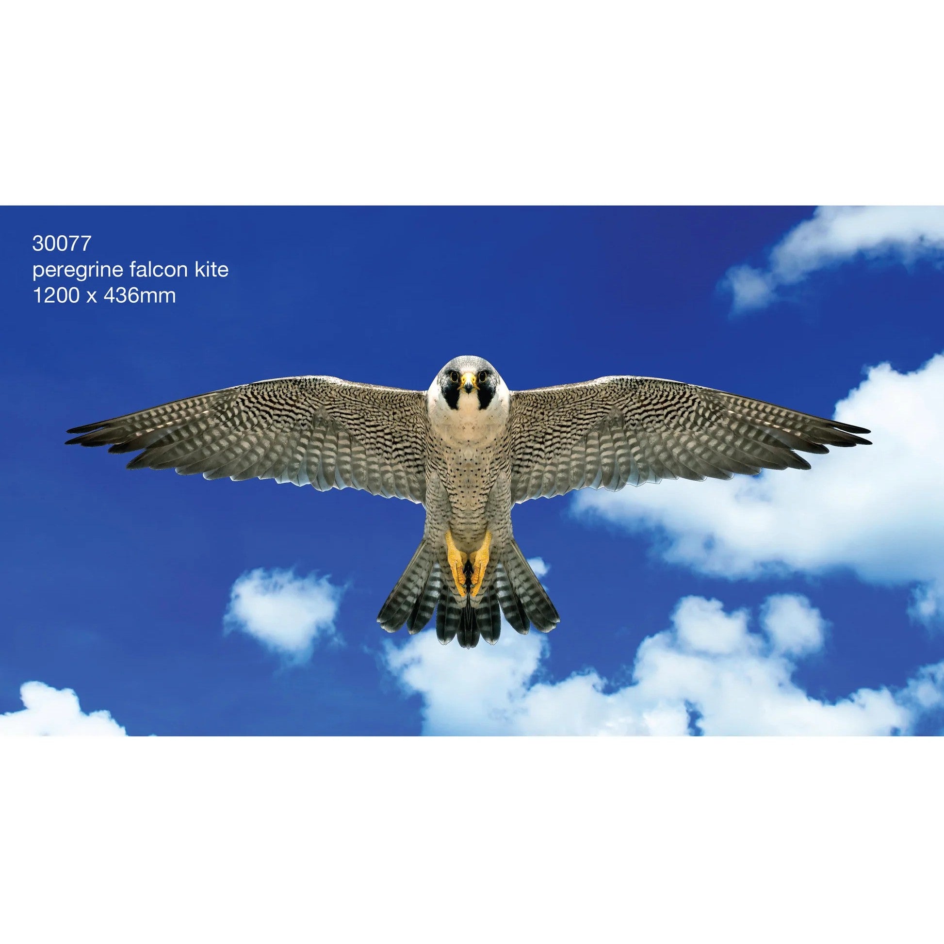 Brookite - Peregrine Falcon Fun Kite